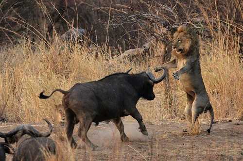 Trâu rừng truy sát nghiệt ngã đàn sư tử