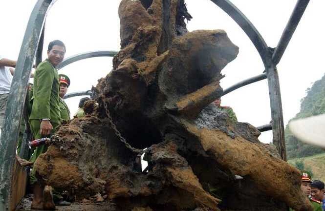 Vì sao gỗ sưa có giá cả chục tỷ đồng một tấn?