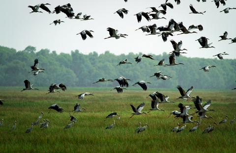 Chiêm ngưỡng vườn quốc gia Tràm Chim giữa mùa chim về