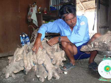 Đào được củ khoai từ khổng lồ nặng 64kg