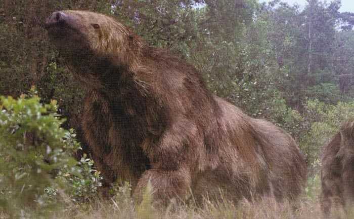 Chuyện bí ẩn về ‘quái vật lông lá’ khổng lồ ở Amazon