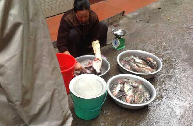 Đắt hàng cá trắm hồ Tây giá nửa triệu đồng