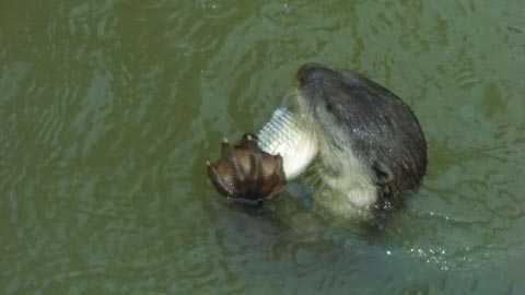 Chuyện lạ ở nơi săn bắt cá tôm bằng 'ngư dân 4 chân'