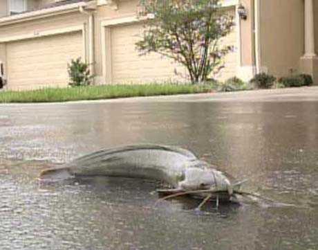 Kỳ lạ những loài cá thích đi bộ trên cạn