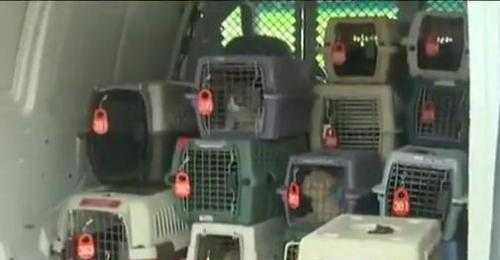 Kinh hoàng 130 con mèo sống trong ngôi nhà ngập rác