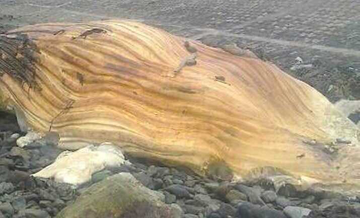 Cá lạ nặng hơn 3 tấn chết dạt vào bờ biển