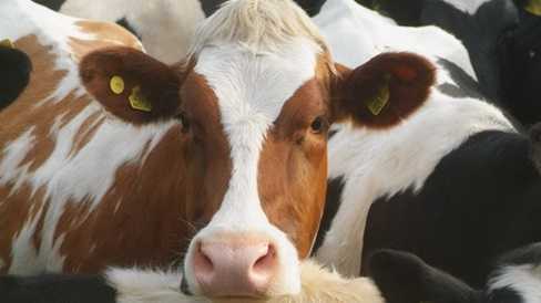 Đàn bò phát nhiệt trong khoang, Boeing 747 hạ cánh khẩn