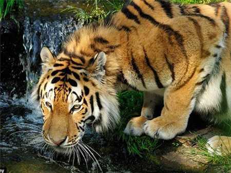 Hổ xám báo thù, giết thợ săn họ Đinh tàn khốc