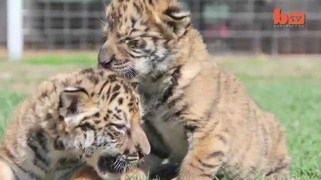 Con lai giữa hổ Siberia và liger