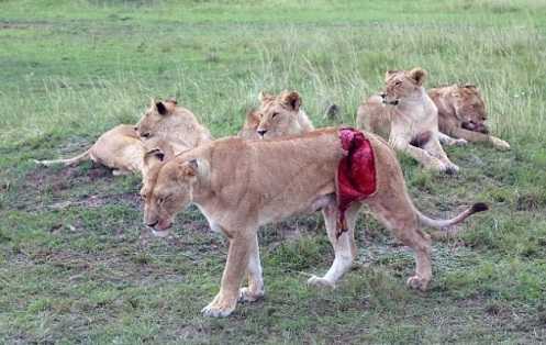 Sư tử bị trâu húc toạc đùi