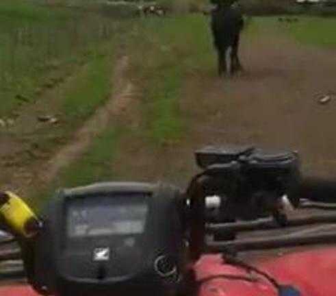 Con bò chặn đường, tấn công khiến tài xế thất kinh