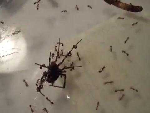 Clip: Nhện tuyệt vọng trước màn tấn công của kiến lửa