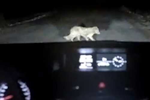 Kết cục choáng váng sau vụ ôtô đâm chó