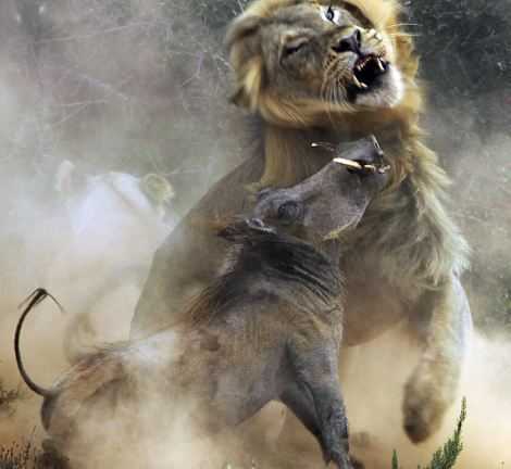 Ảnh: Cuộc đi săn dữ dội của vua sư tử