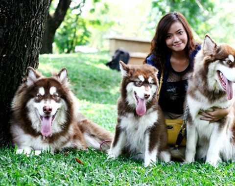 Chăm thú cưng kiếm tiền triệu/ngày dịp nghỉ lễ