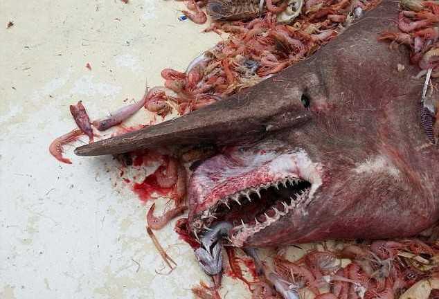 Cá mập yêu tinh sa lưới ngư dân Mỹ