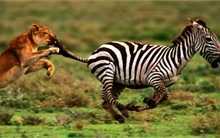 Sư tử choáng váng vì cú đá hậu của ngựa vằn