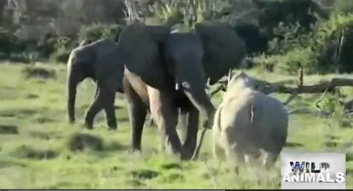 Bất ngờ voi rừng 'cầm gậy' đuổi tê giác