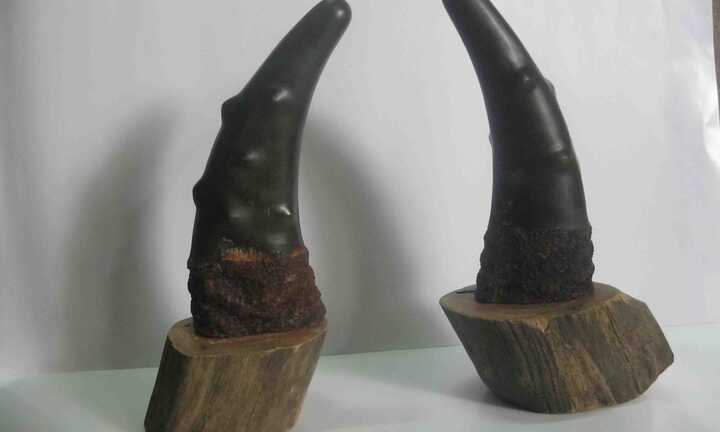 Sừng tê giác chữa ung thư: Đâu là sự thật?