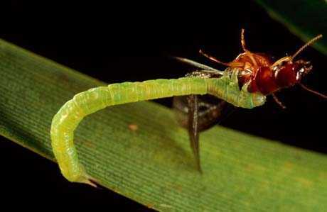 Những loài vật giết người ẩn mình trong vỏ bọc vô hại