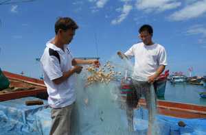 Ngư dân trẻ Lý Sơn: Biển như máu thịt, về bờ nhớ biển