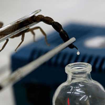 Nọc bò cạp hỗ trợ chữa ung thư?