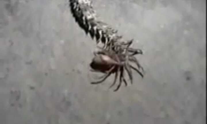 Kỳ lạ rắn độc có phần đuôi 'lai nhện' dị thường