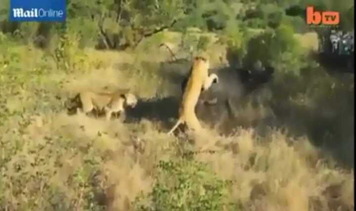 Trâu rừng đơn độc ngoạn mục chống lại hai 'chúa sơn lâm'