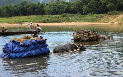 Những cỗ xe trâu vượt sông kiểu đánh đu tính mạng