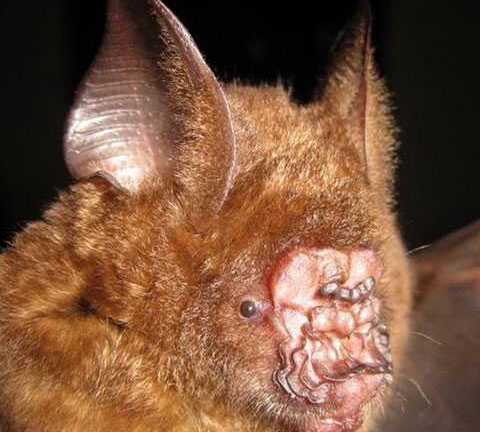 Việt Nam xuất hiện nhiều loài sinh vật quý hiếm, kỳ lạ