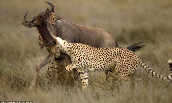 Clip: Mon men cướp mồi của báo đốm, linh cầu bị tát tới tấp