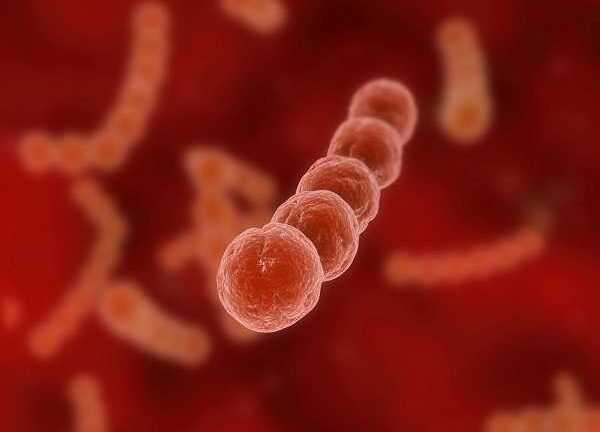 Bí thư Đảng ủy xã tử vong do nhiễm khuẩn liên cầu lợn