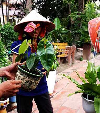 Cây trồng trong nhà và nơi làm việc: Cẩn trọng