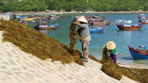 Lại mắc 'bẫy' thương lái Trung Quốc, dân Khánh Hòa điêu đứng