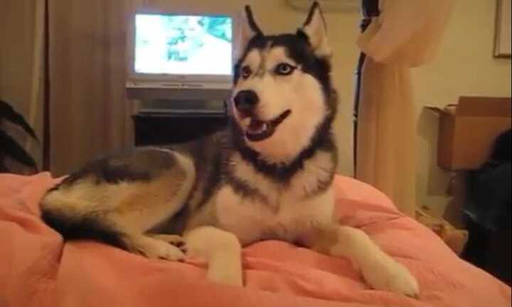 Kinh ngạc chó Husky nói 'I love You'