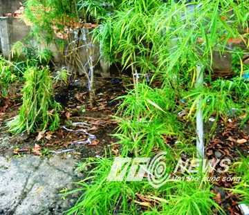 Phát hiện 'vườn cần sa' tươi tốt giữa Sài Gòn