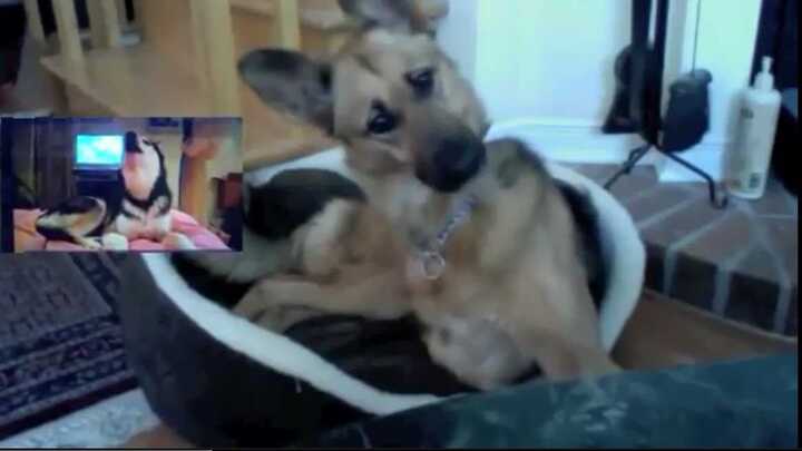 Biểu cảm ngộ nghĩnh của chó Shepherd