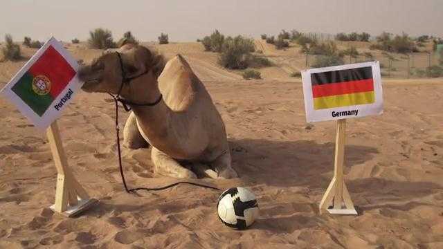 Xem 'tiên tri' lạc đà dự đoán Bồ Đào Nha đánh bại Đức