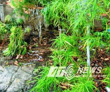 Phạt hành chính chủ 'vườn cần sa' giữa lòng Sài Gòn