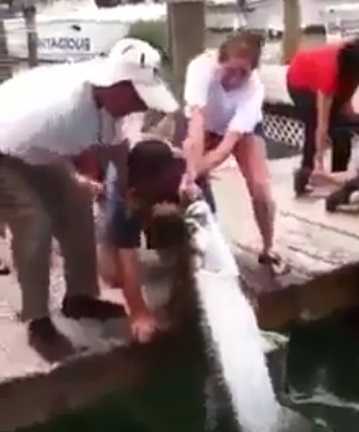 Clip: Câu cá 'khủng' bằng cánh tay rớm máu