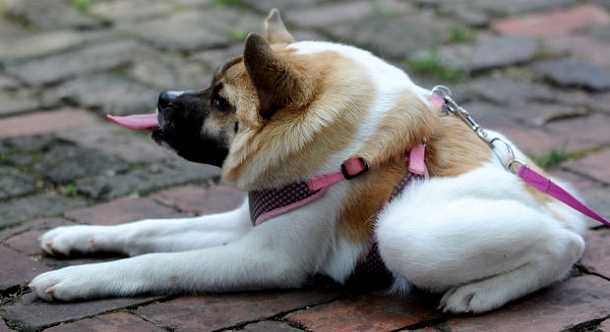 Chú chó kỳ dị có thân hình như lợn