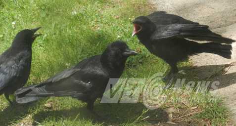 Những con quạ ‘thành tinh’ biết nói tiếng người ở Hải Phòng