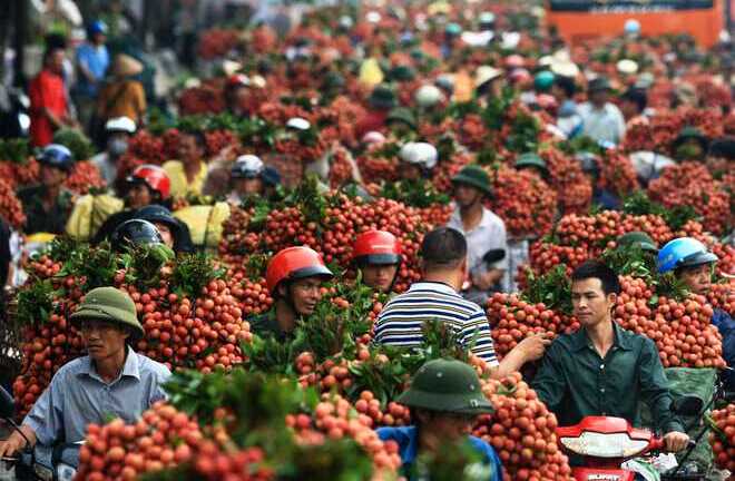 Quốc lộ 31 'đông cứng' vì vải