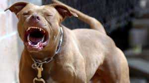 Hơn 1.000 chú chó chết tức tưởi sau khi ăn đồ Trung Quốc