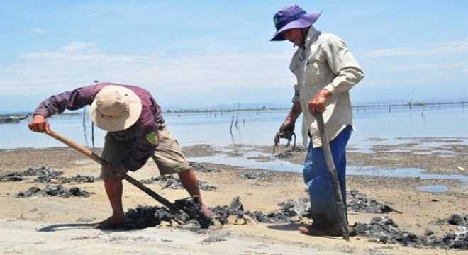 Ồ ạt 'săn' giun biển bán sang Trung Quốc