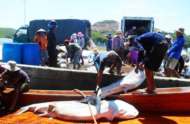 Bị tàu Trung Quốc quấy phá, ngư dân vẫn thắng lớn