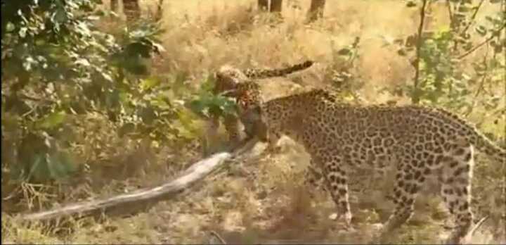 Clip: Đôi báo gấm 'song kiếm hợp bích' hạ sát trăn khổng lồ