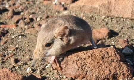 Kỳ dị sinh vật lạ tí hon giống chuột lai voi