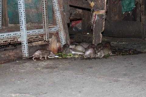 Dân Sài Gòn khiếp đảm, mua thức ăn 'tế' chuột