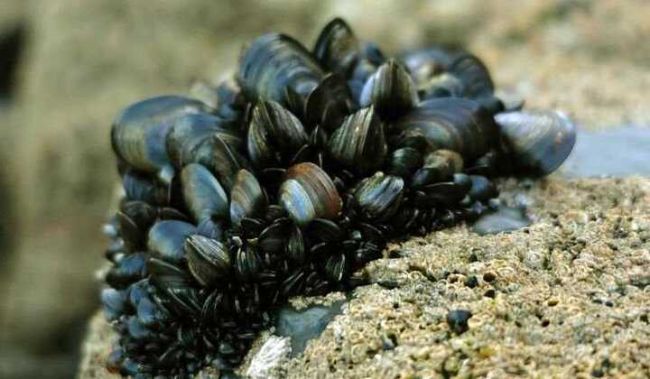 Nhà vô địch chén 2kg trai nước mặn trong 12 phút